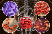 Load image into Gallery viewer, Gut Test - Parasites, Worms & Microsporidia Panel