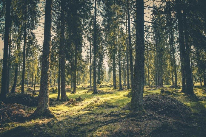 Want To Feel Happier And Healthier? Try Forest Bathing.