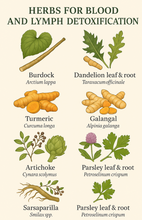 Load image into Gallery viewer, Burdock Formula (Blood, Lymph, Liver and Kidney Detox)
