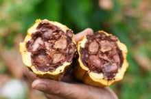 Load image into Gallery viewer, Cacao Sita - Ceremonial Grade (42g - 500g available)
